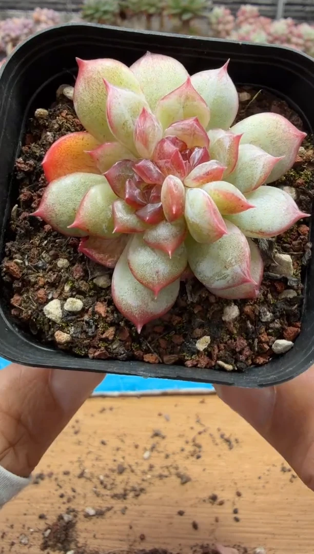 东云多肉园二店-389