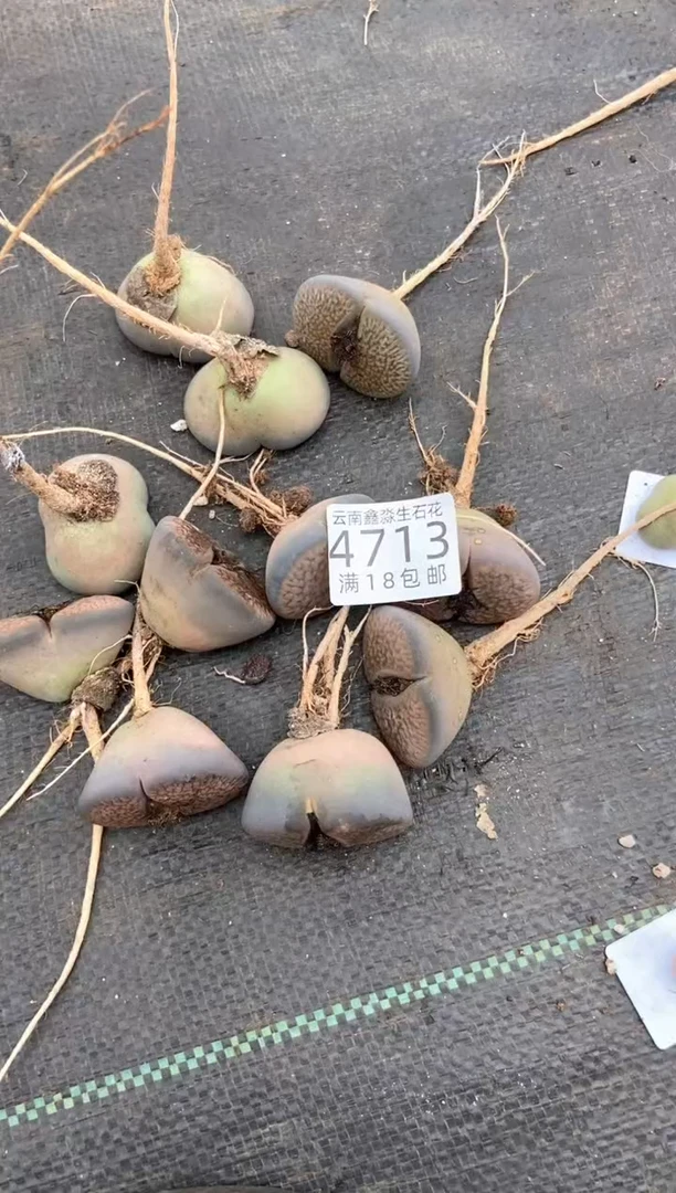 4713特价富贵玉有瑕疵发货1颗量拍