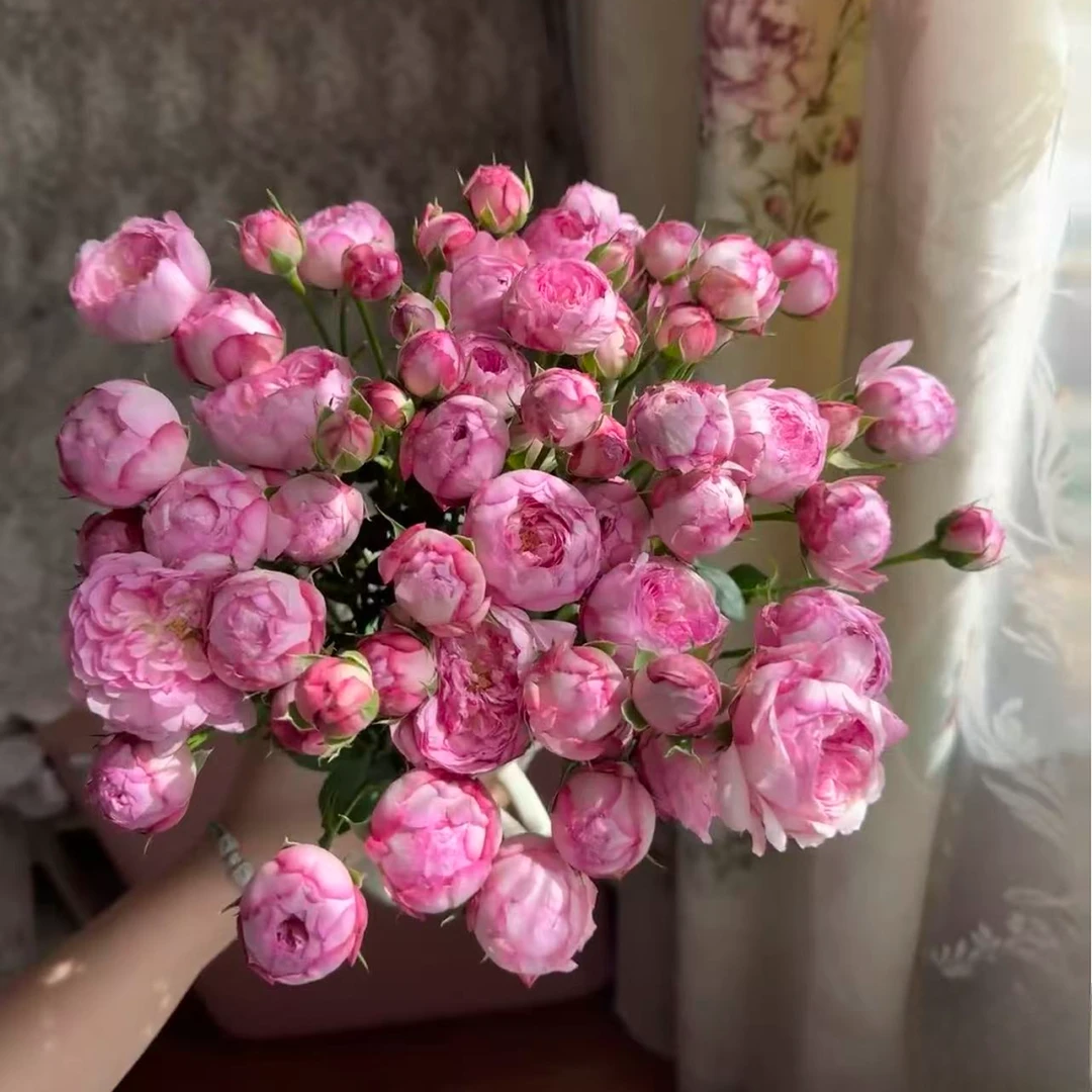 【泡泡马特】稀有多头玫瑰 玖枝花优选云南基地直发鲜切花鲜花