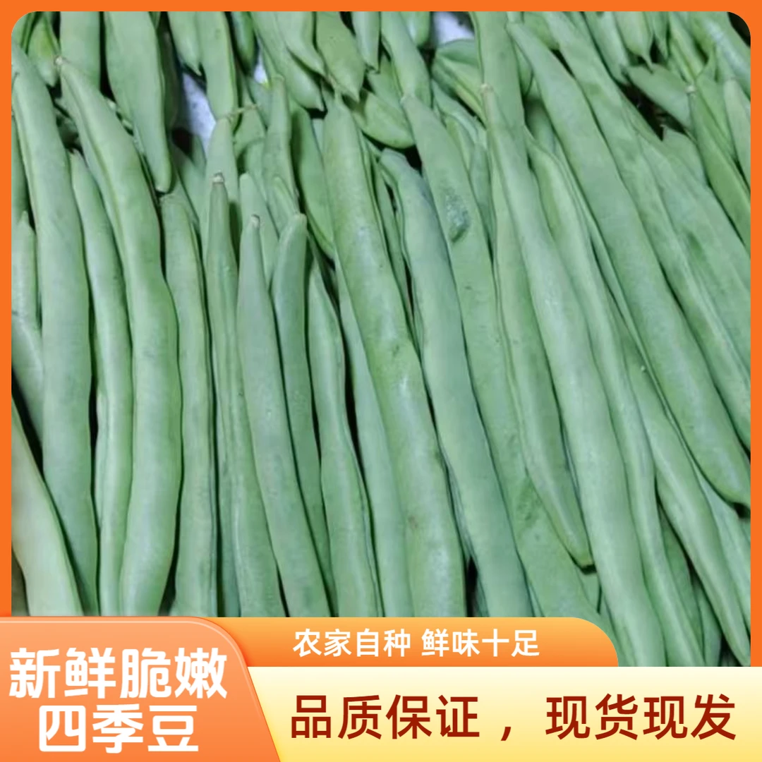 云南优质四季豆角高原蔬菜鲜嫩无筋芸豆新鲜采摘豆类现摘现发