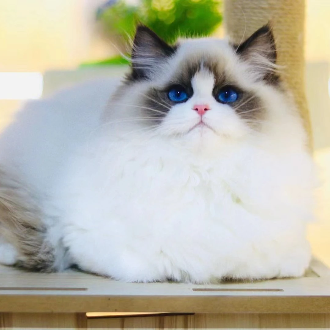 【汇鑫】活体萌宠猫咪全款链接