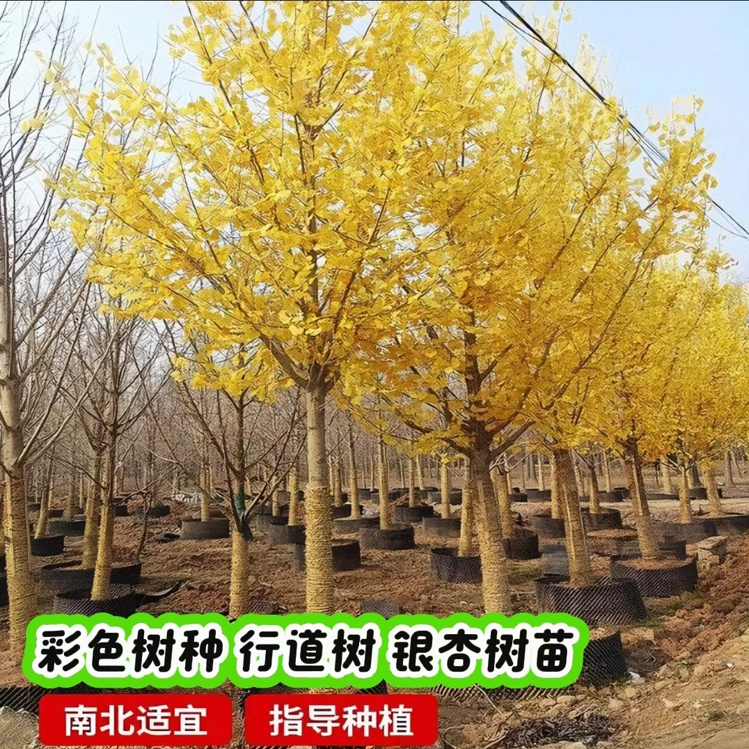 白果苗南北通用种植庭院绿化苗木行道树金叶银杏树大树苗