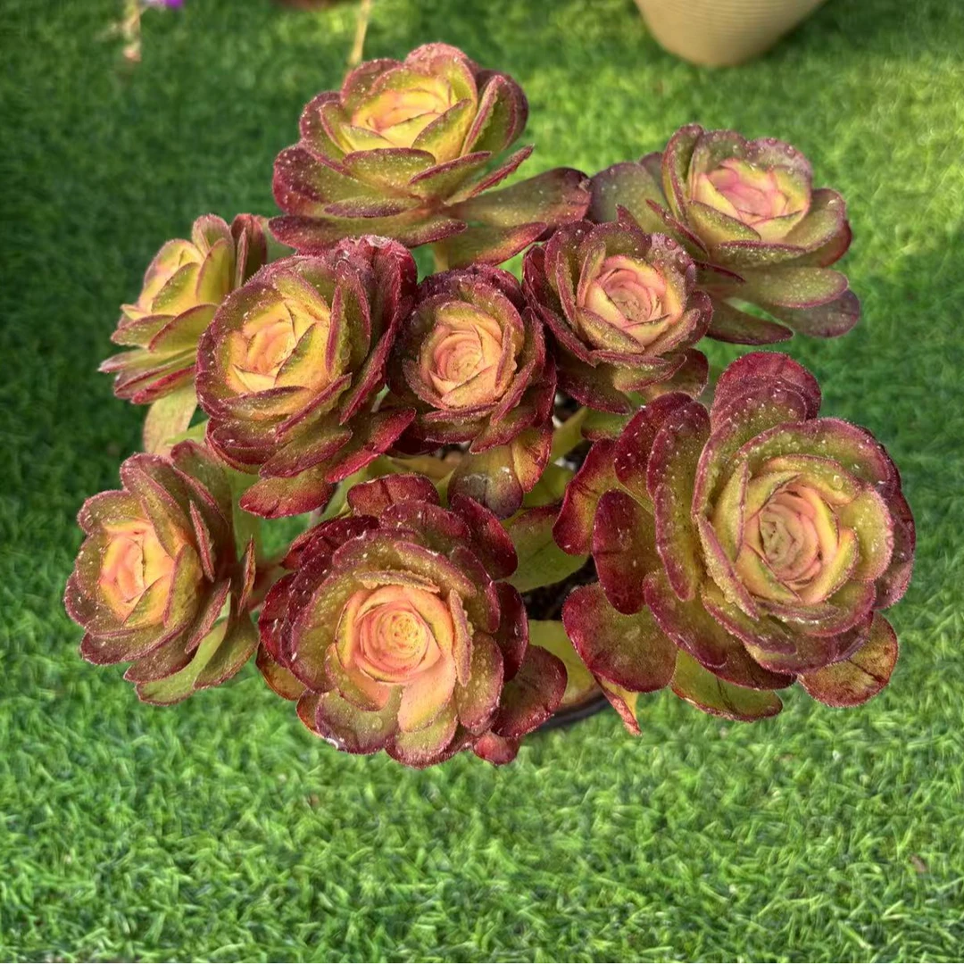 【玫瑰法师】带盆土 多肉植物  以直播间展示为准  满2单包邮3单送1