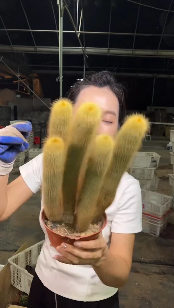 群生柱状金丝猴 9.99