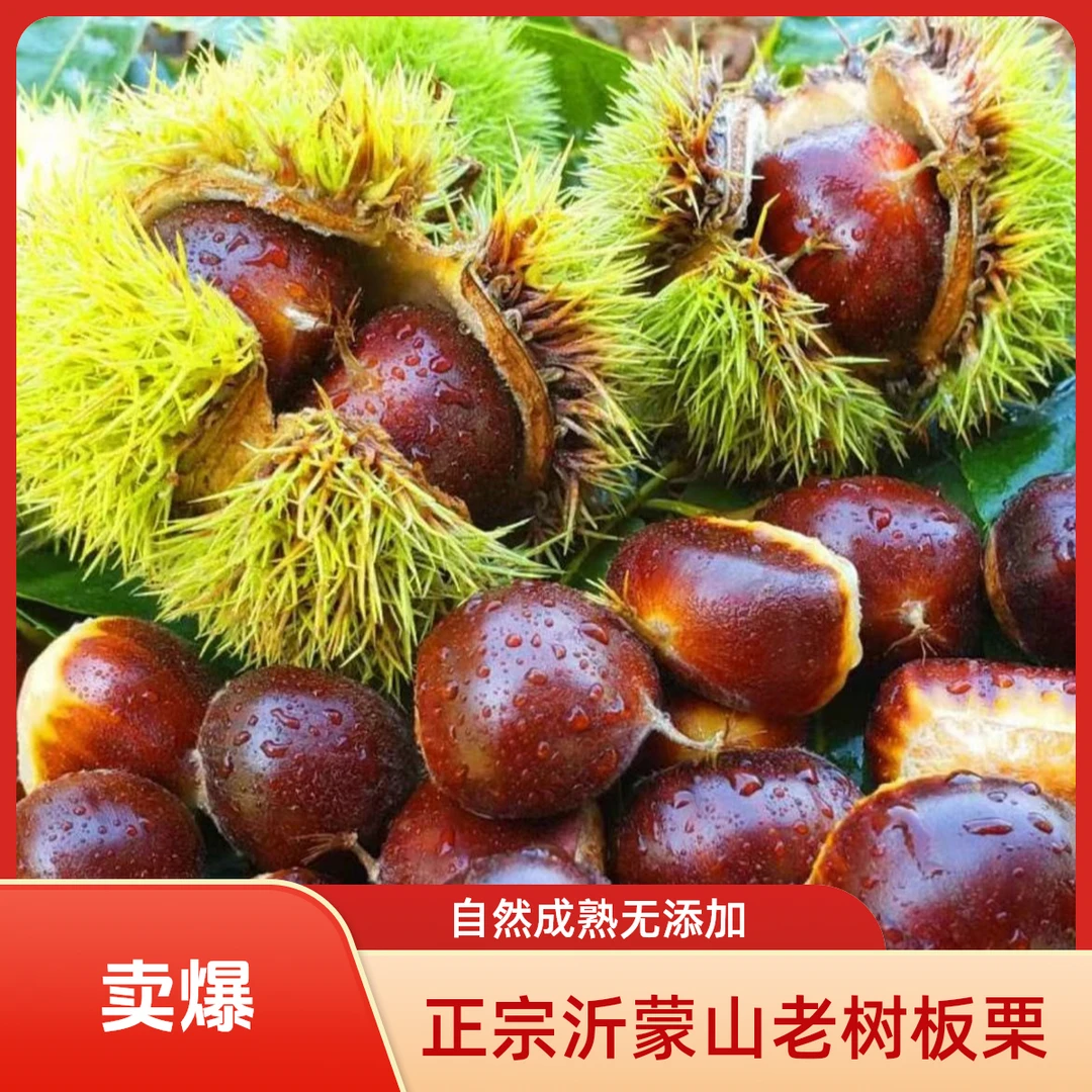 【新果2025山栗】沂蒙山油板栗新鲜采摘 糖炒板栗 老树板栗炖鸡包邮