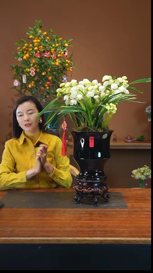 全部花朵玉兔盆景盆景