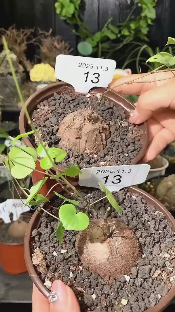 13号1103福利特价南非龟甲龙套餐