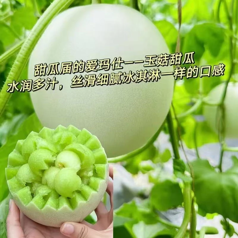 【海南冰淇淋玉菇甜瓜】毛重5~6斤（2颗装）海南省