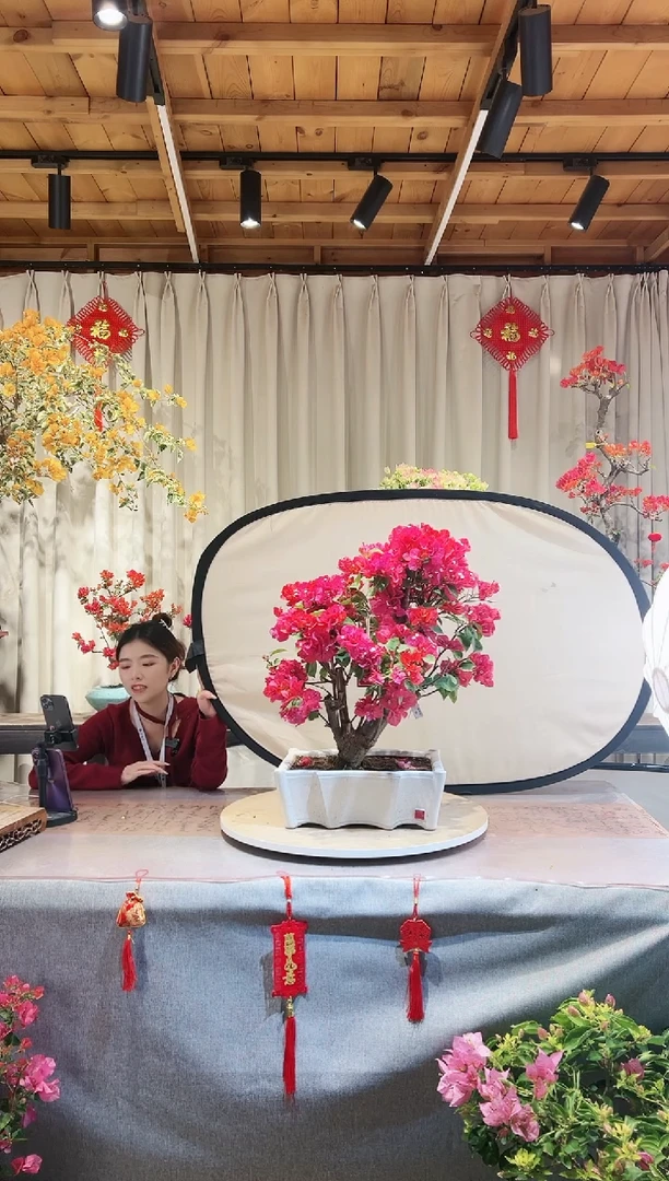 【闪购商品】盆景同安红