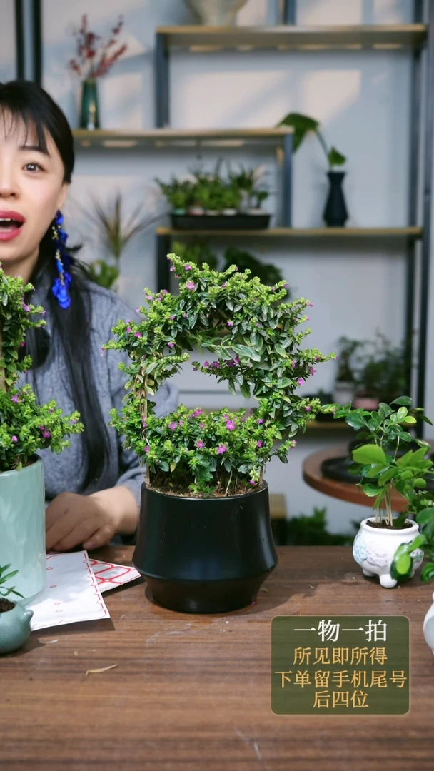 【闪购商品】205--8065青蓝满天星