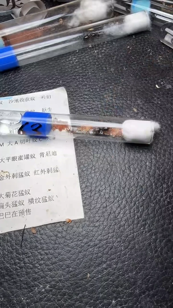 蚂蚁工坊63号大平眼