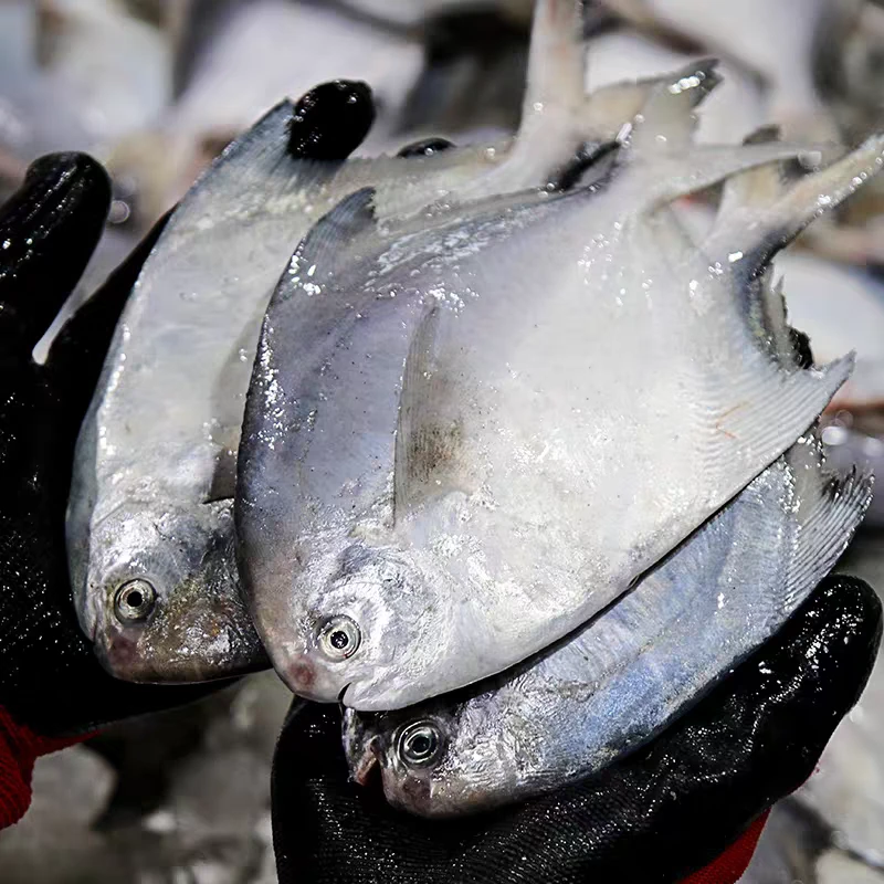 新鲜银鲳鱼白鲳鱼深海扁鱼冷冻肉嫩刺少肉多 冷链包邮