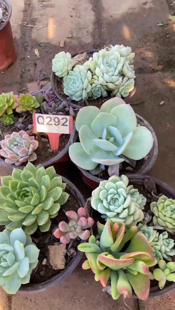 Q292多肉组合默认脱土发货