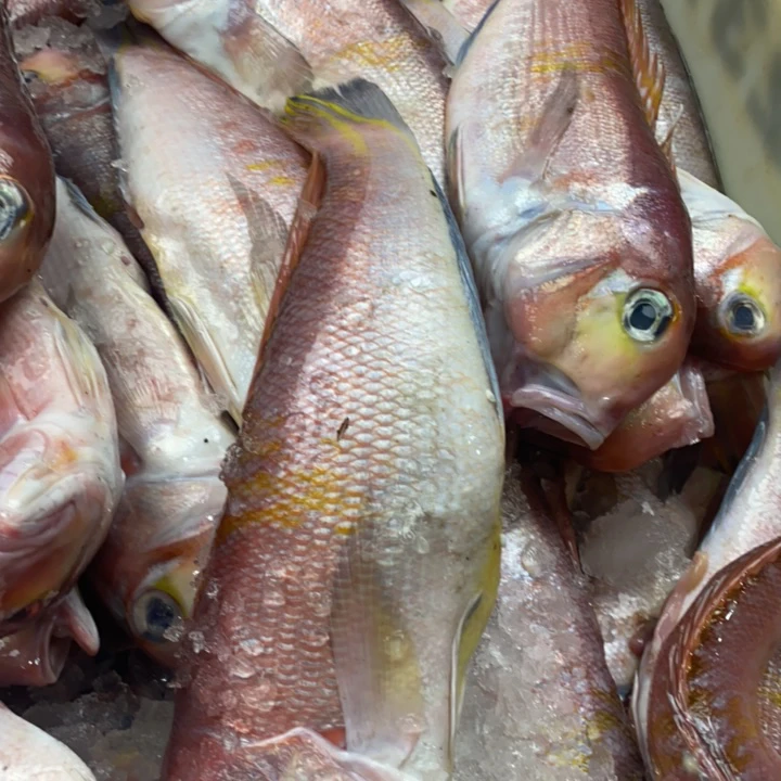 【次日达】新鲜红码头  有大有小以(直播现称）