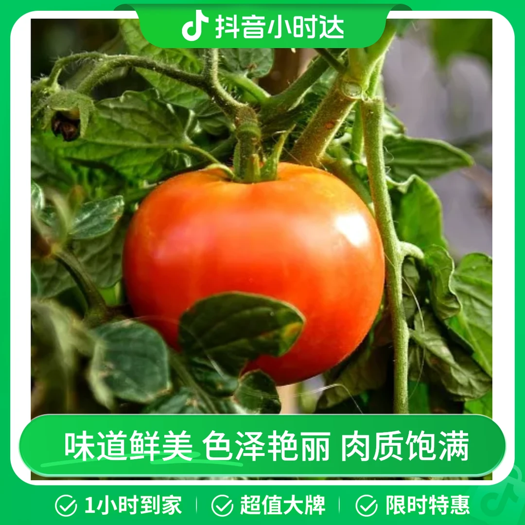 普罗旺斯西红柿约400g~500g/份