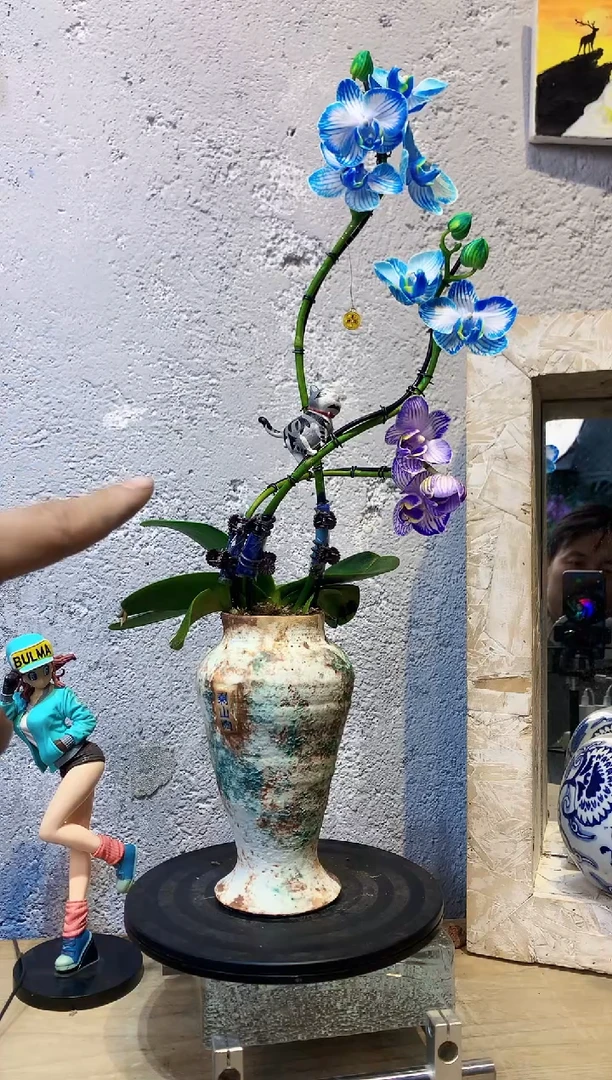 大部分花苞少量开放13植物杂货店，来淘宝吧