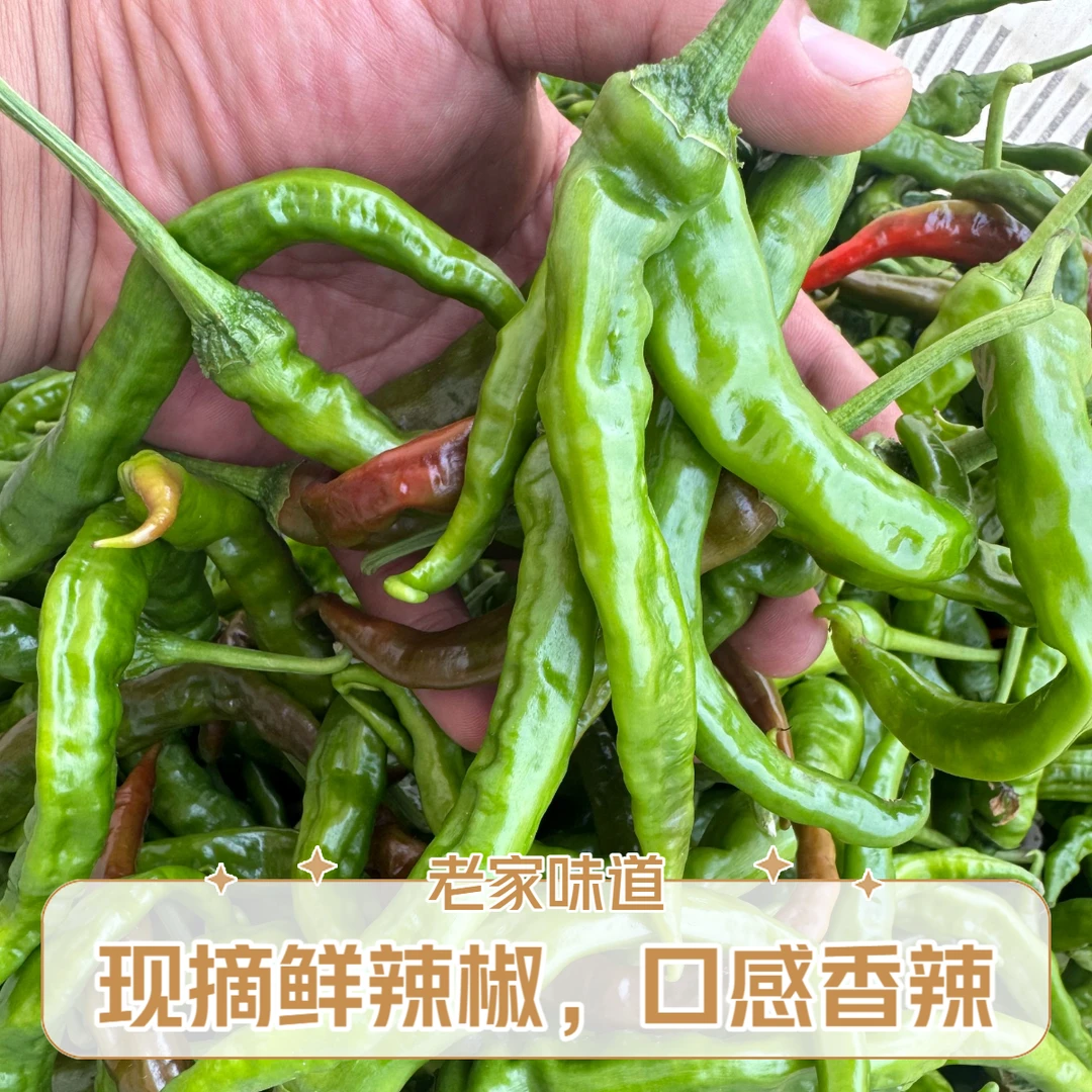 现摘邳州正宗本地勾椒螺丝椒薄皮黄筋大小不同红椒变多介意勿拍