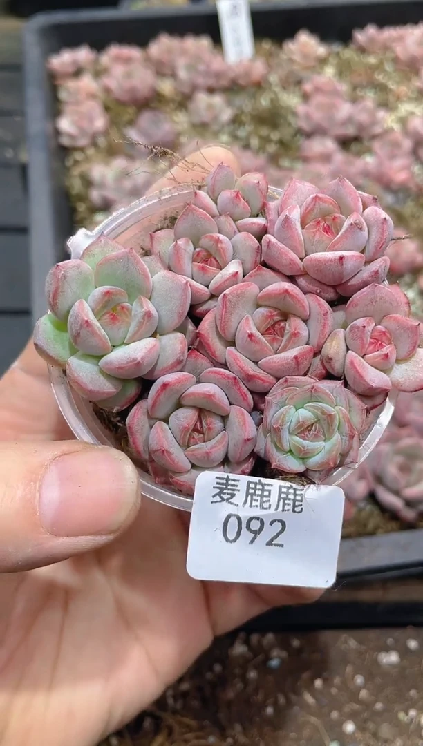 092苏梅水晶灯芯      量拍