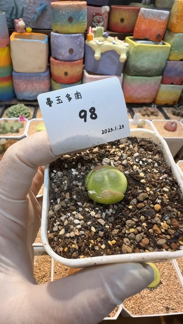 【闪购商品】25.1.25-98远方