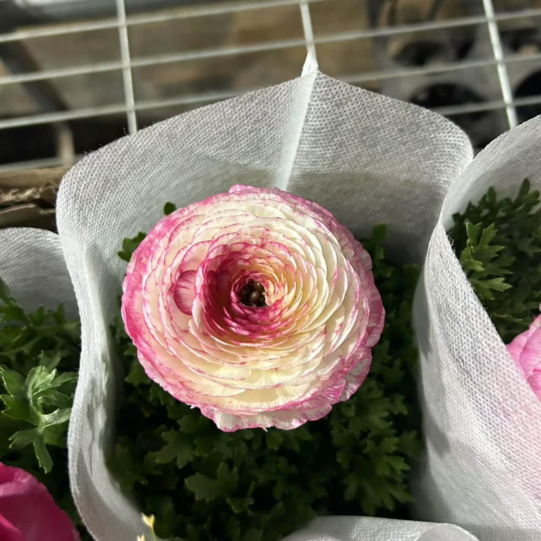 拍一发二芹叶牡丹