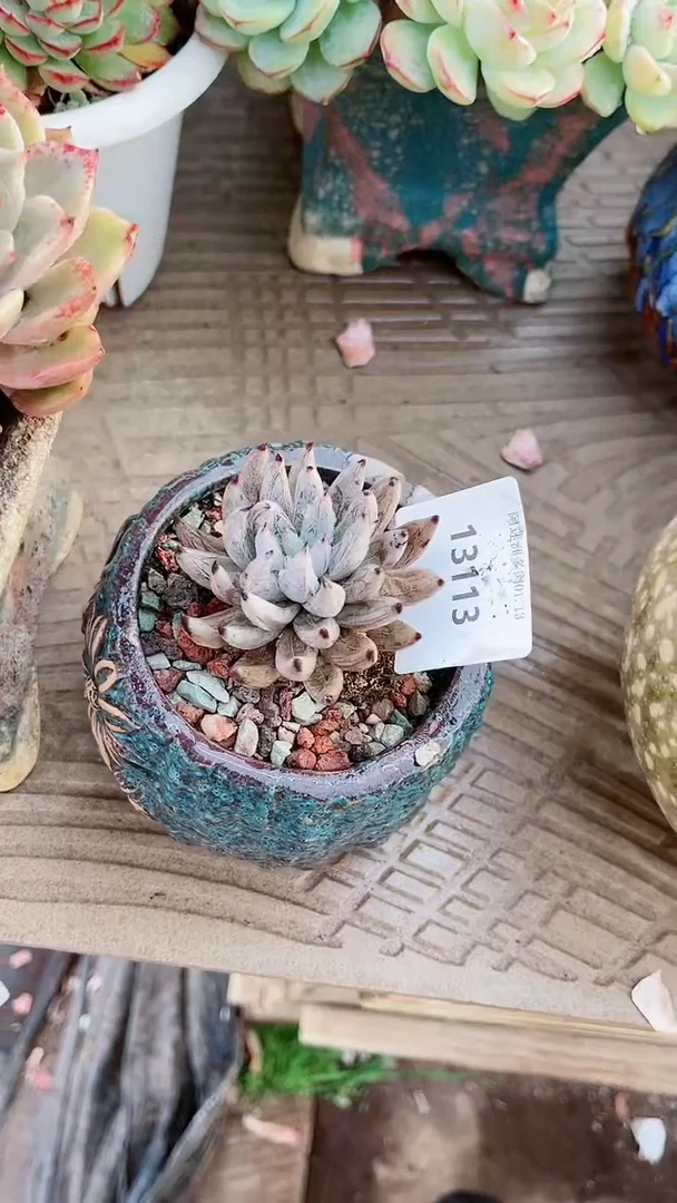 【闪购商品】13113