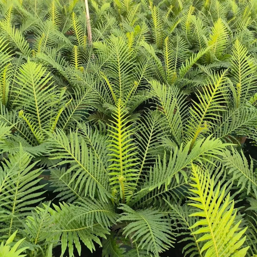 富贵蕨鸟巢蕨盆栽欧式风室内常青观叶植物耐阴好养清新空气包邮