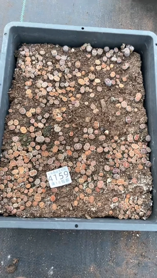 4159特价菊纹章框有疤瑕疵带土不带盆发货