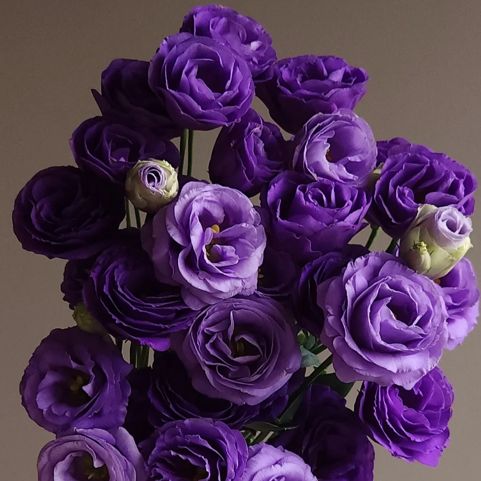 0.6KG 3拼紫色洋桔梗  鲜切花高品质花期长家居插花礼物 云南基地