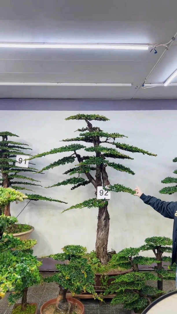 无花朵易*造型盆景一物一拍