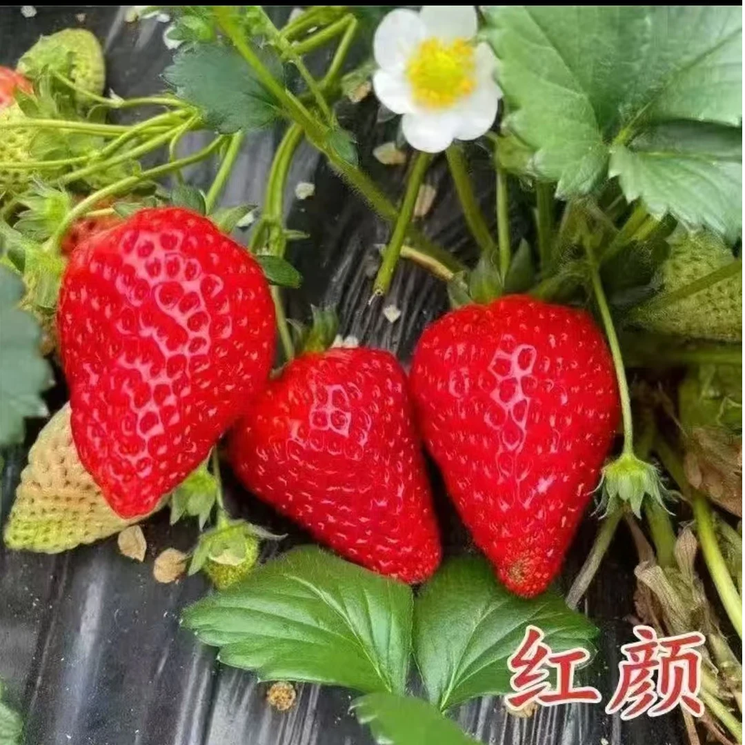 【带果   带花】草莓苗 地栽盆栽 南北方都能养