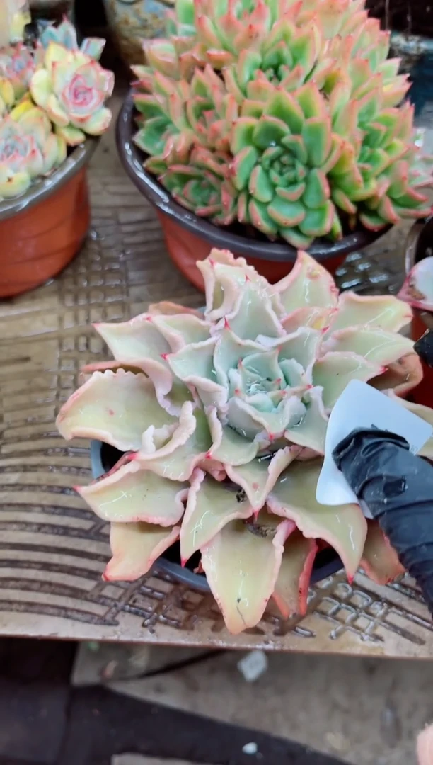 紫**草16029多肉植物一物一拍