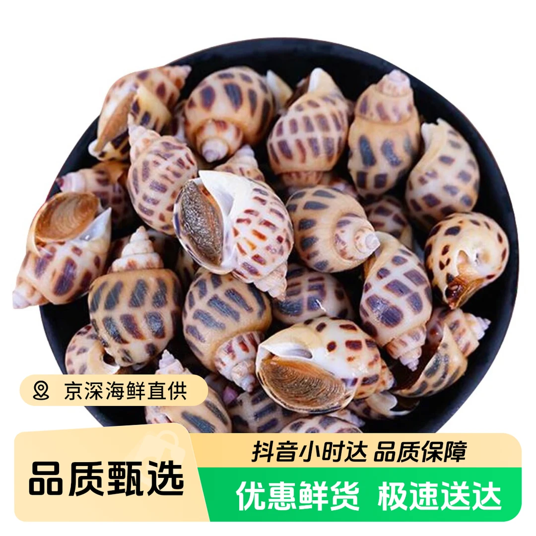 花螺新鲜正宗东风方斑螺大海螺海鲜贝类花螺同城送
