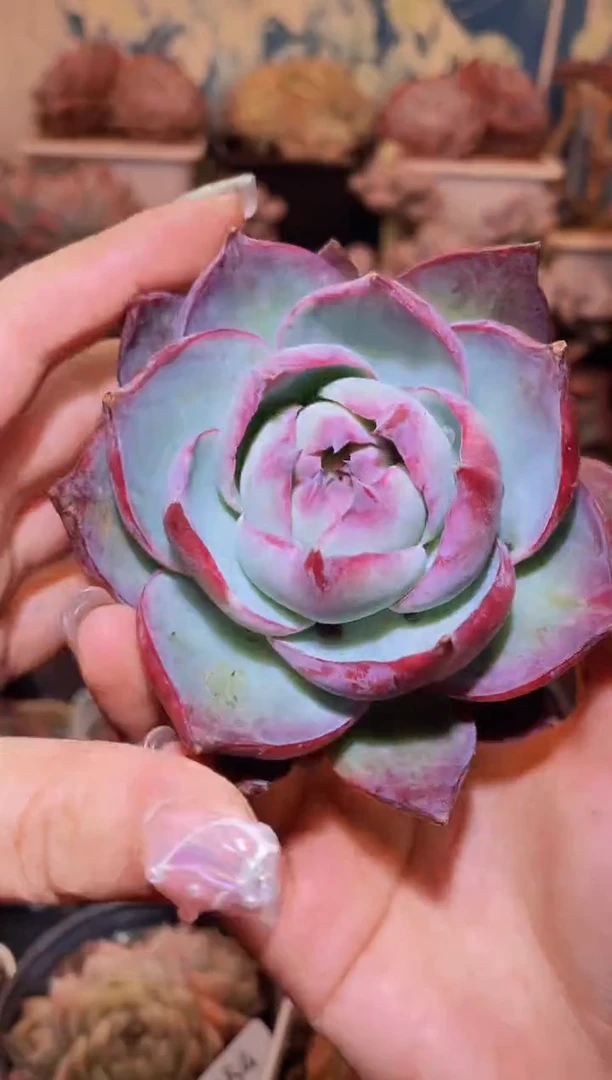 【闪购商品】061惊鸿仙子