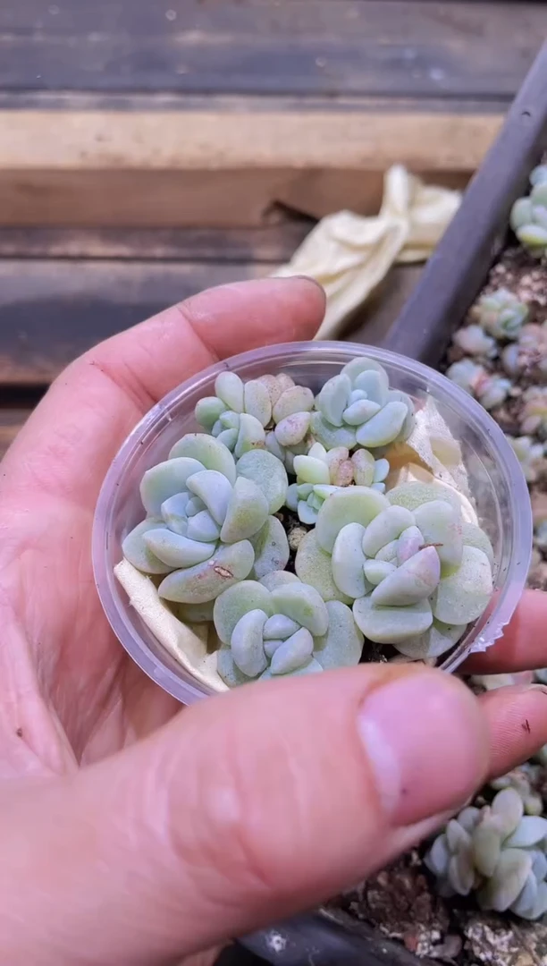 【闪购商品】282冰玉石化