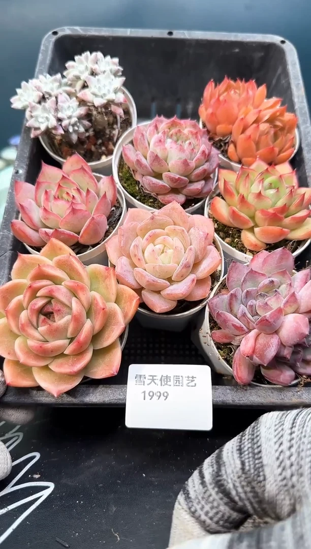 19  99  多肉8  颗