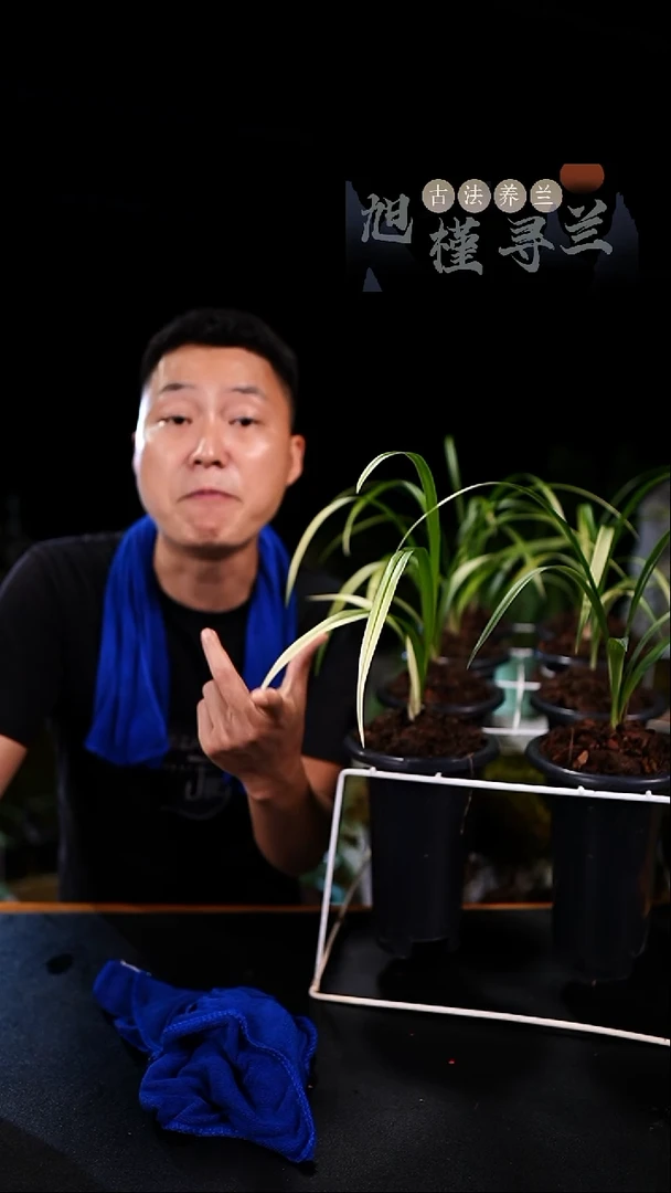 当前无花栽培后可以开花寒兰-蛇皮粉斑艺（前垄2苗）种好发货内部价