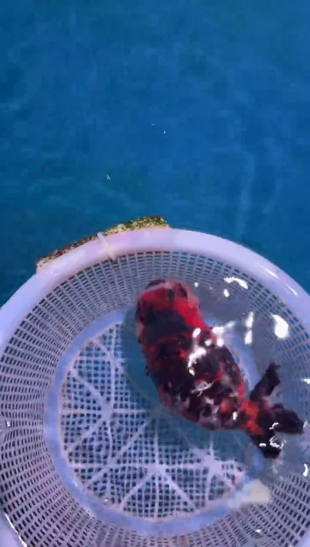 狮头鱼小*麦活动专属一只兰寿