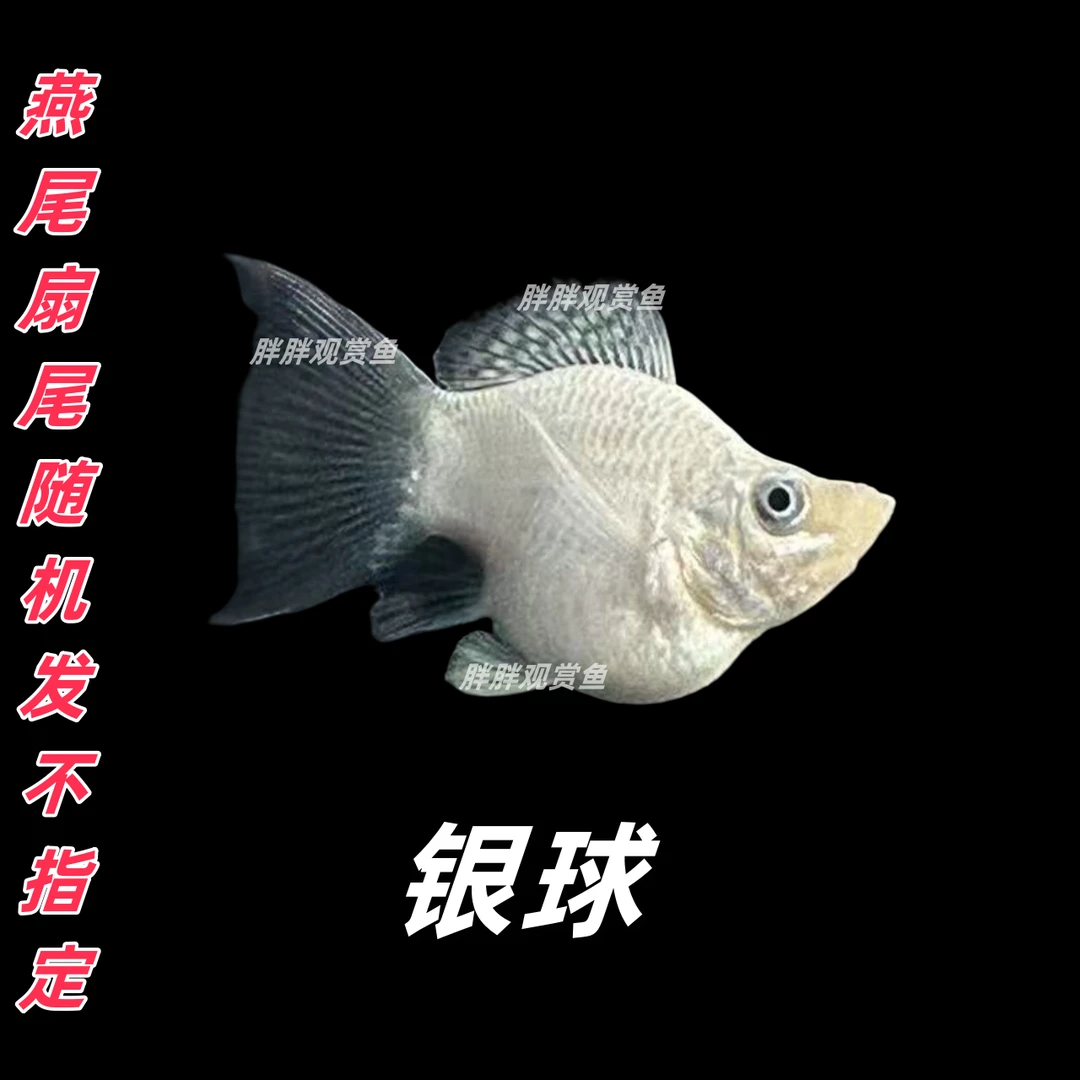 三色玛丽球鱼小型热带淡水观赏鱼玛丽鱼皮球鱼胎生好养耐活活体
