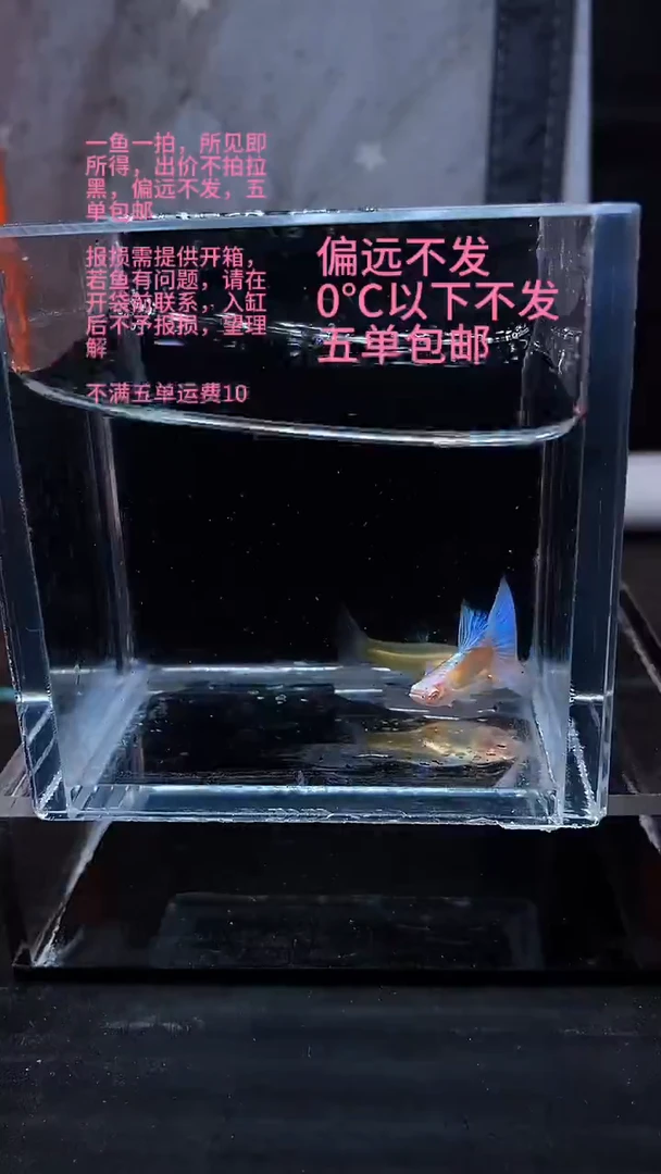 孔雀鱼孔雀鱼 26