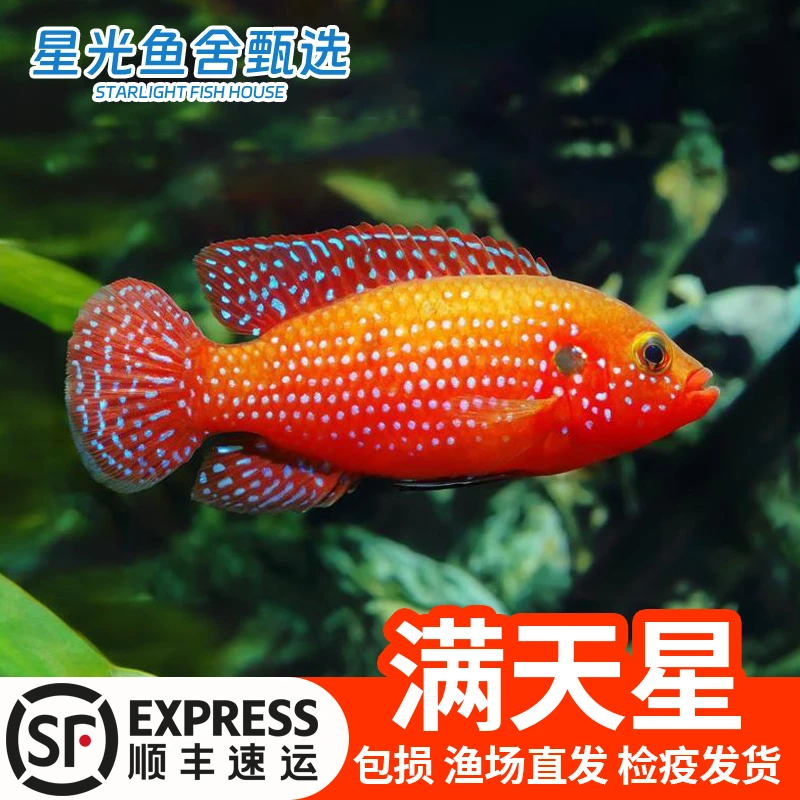 【新手必养】钻石满天星易养热带淡水观赏好养耐活体招财鱼苗自来水