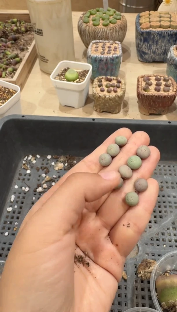 29-61多肉植物肉锥一颗