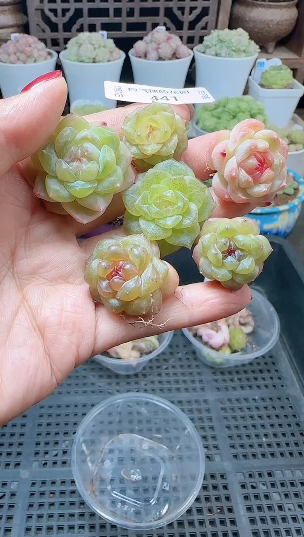 1112-441糖心组合（群生不包整）