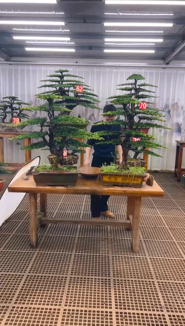 无花朵立**影精品盆景直播间一物一拍