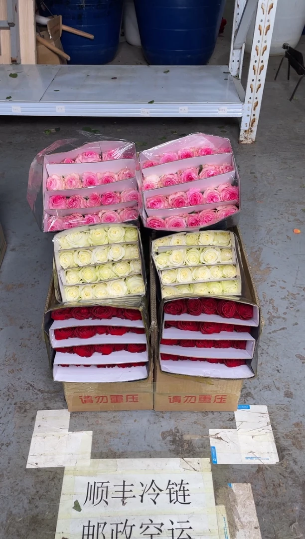 高原红20枝+洛神20枝+骄傲20枝