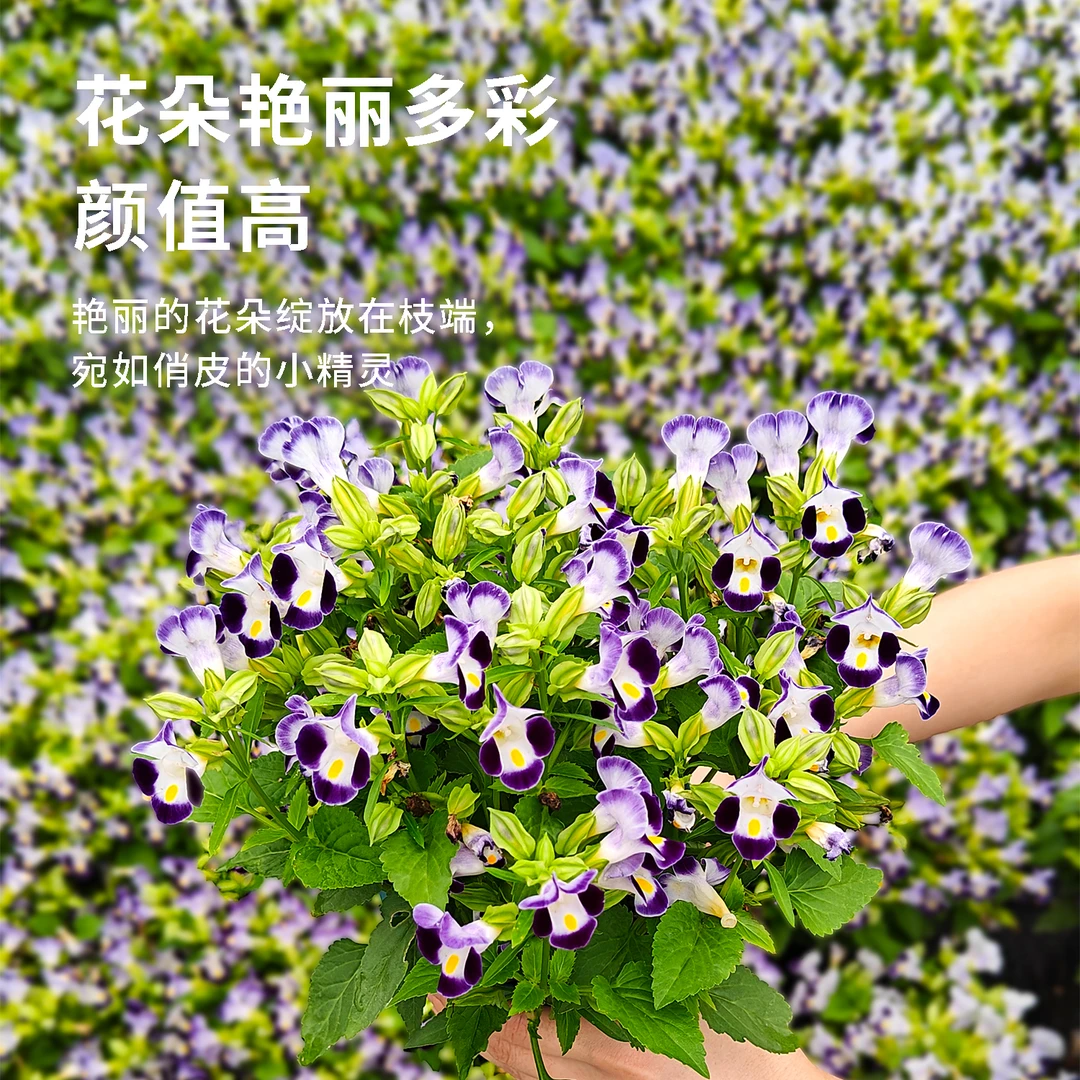 【夏堇】夏季开花夏瑾盆栽阳台耐热夏堇花卉紫蓝色花瓣新手易养