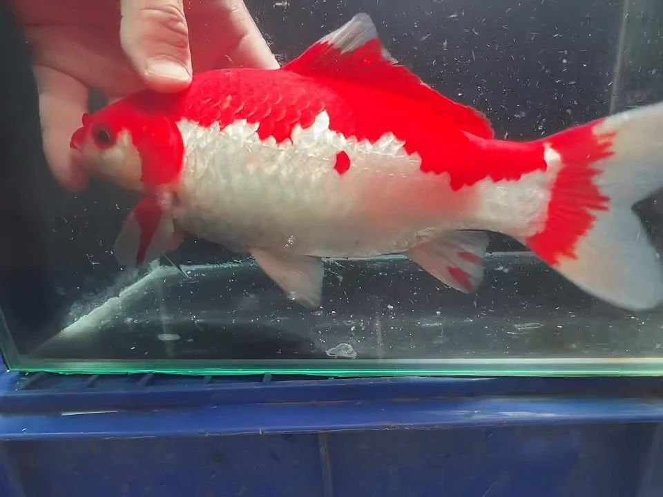 金鱼短尾草金专拍链接黄牌子34