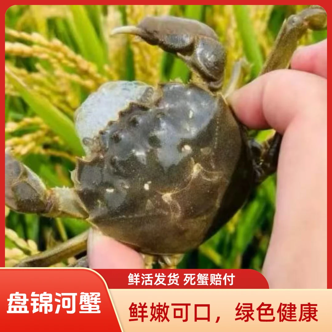 【活蟹】盘锦河蟹【京东顺丰包邮】24只0.8-1/1.1-1.3两/只 公蟹+母蟹