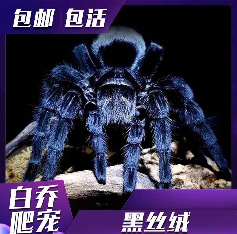 巴西黑丝绒蜘蛛 温顺新手好养 全黑色宠物蜘蛛高端入门品种