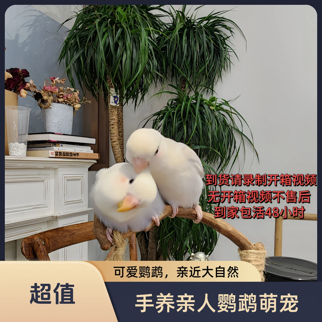 【直播链接】手养鹦鹉雏鸟牡丹鹦鹉半毛鹦鹉活体观赏鸟一物一拍