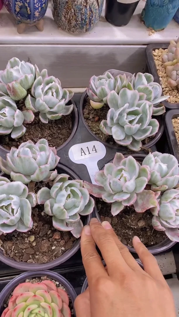 【闪购商品】A14-伯克利锦群生老桩脱土发（量拍）